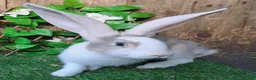 Continental Giant rabbits for sale: Pure Continental Giants - White Eared - RESERVE  - Advert 11
