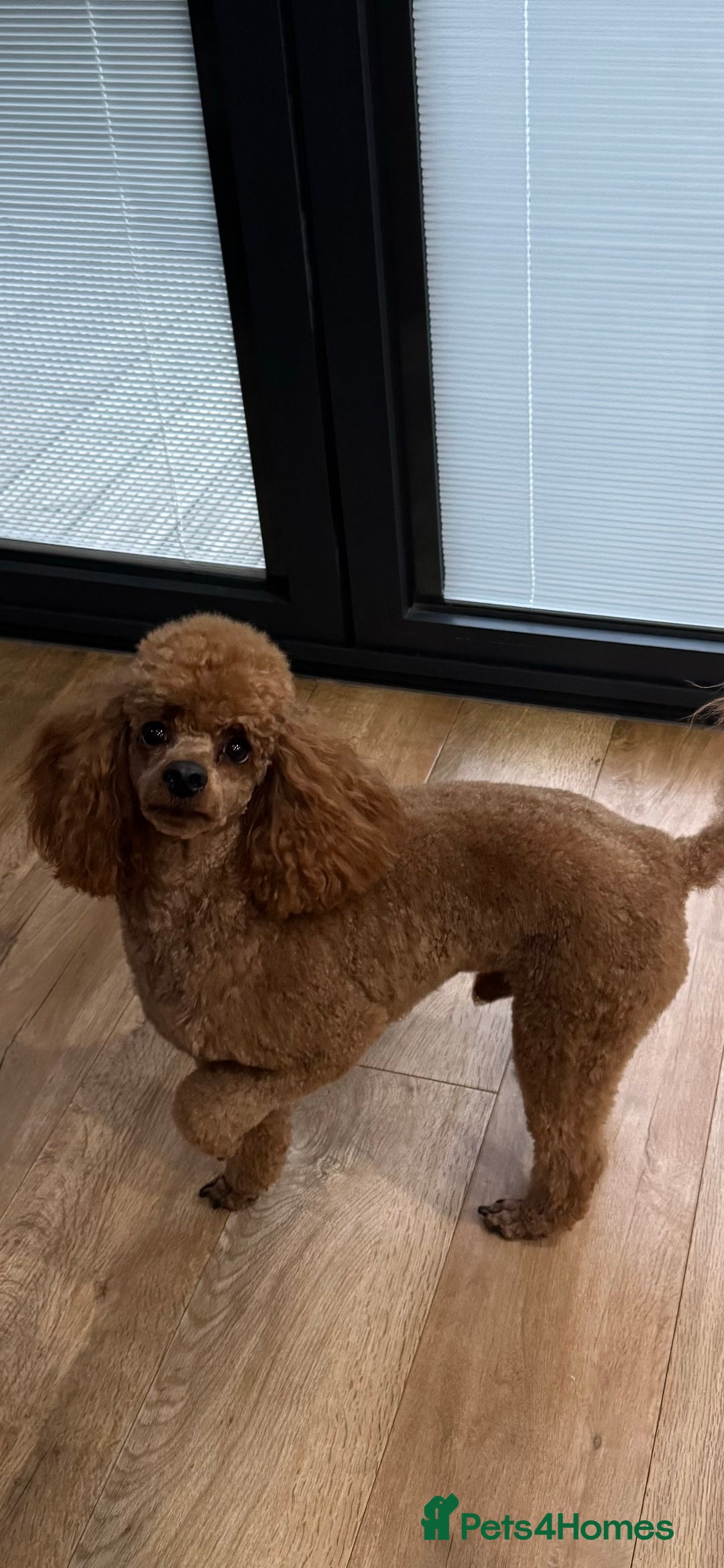 Toy Poodle dogs for stud: Teddy Fox red Proven Toy Poodle for STUD in Bexleyheath - Advert 4