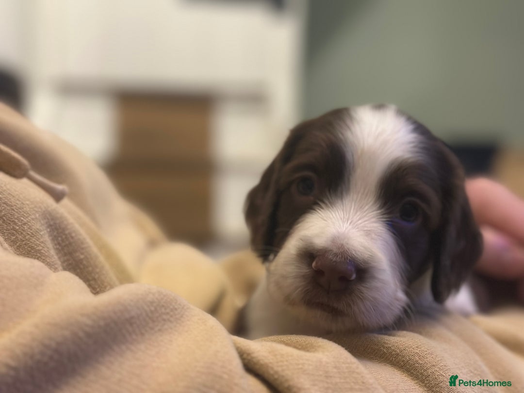 English Springer Spaniel dogs for sale: English working Springer Spaniel puppies for sale  - Image 5