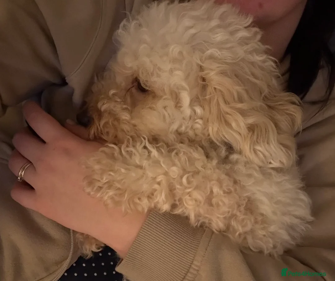 Cockapoo dogs for sale: Teddy 4 and half year old cockapoo - Advert 8