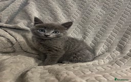 Mixed Breed cats for sale: Grey kittens  - Image 3