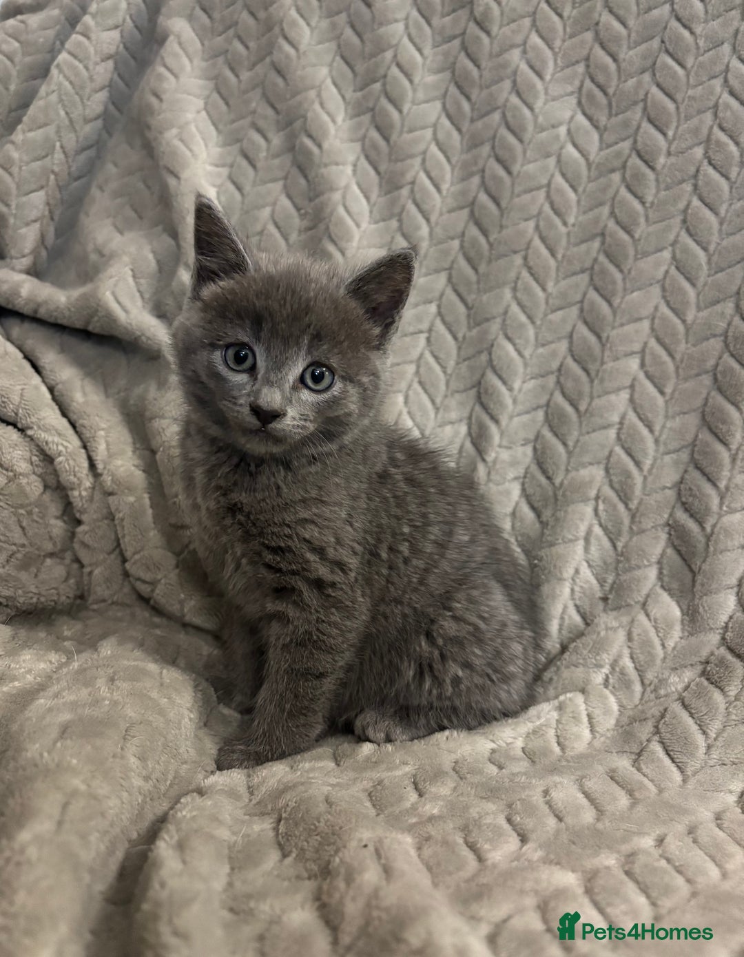 Mixed Breed cats for sale: Grey kittens  - Image 3