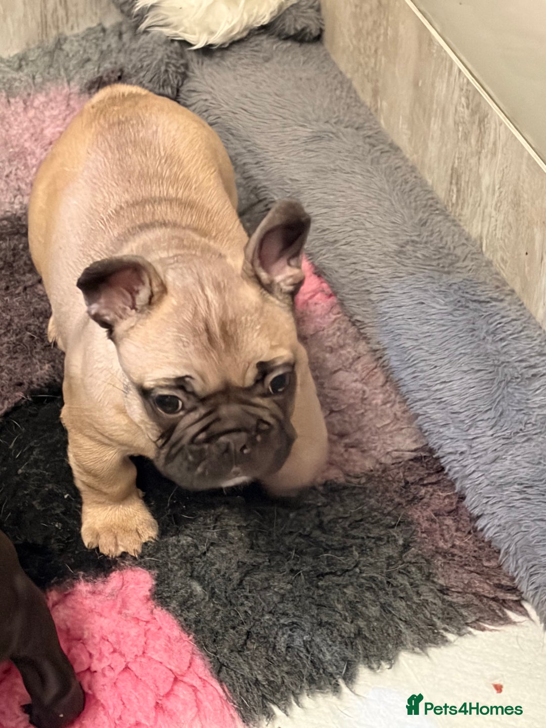 French Bulldog dogs for sale: French Bulldog Puppies PET PRICED  - Advert 28