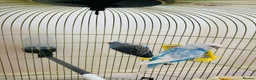 Budgerigars birds for sale: Young budgies in Rushden - Advert 2