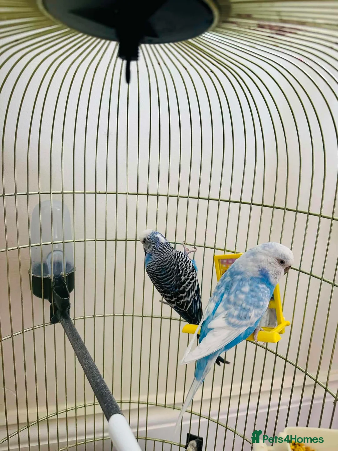 Budgerigars birds for sale: Young budgies in Rushden - Advert 2