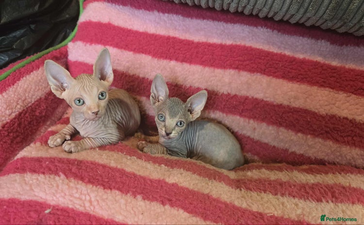 Sphynx cats - Advert 3
