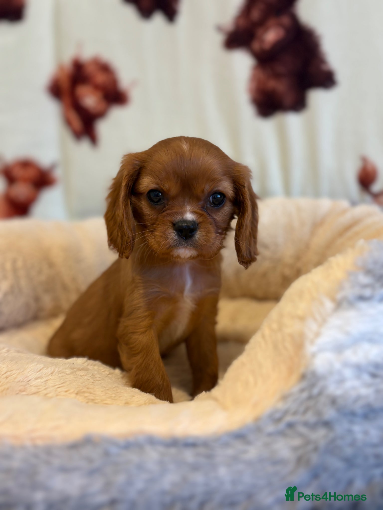 Cavalier King Charles Spaniel dogs Ready to leave next week - kc & health tested pups - Advert 2