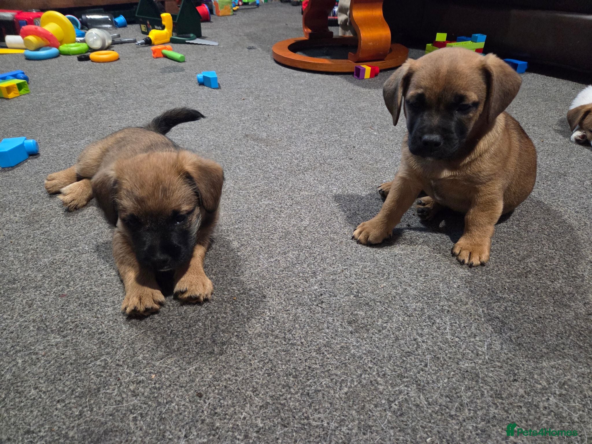 Mixed Breed dogs Jack Russell X Frenchie X Miniature Pinscher pups - Advert 1