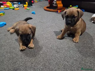 Mixed Breed dogs Jack Russell X Frenchie X Miniature Pinscher pups - Advert 1