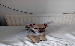 Miniature Pinscher dogs for sale: Mini pinscher for sele  - Image 19