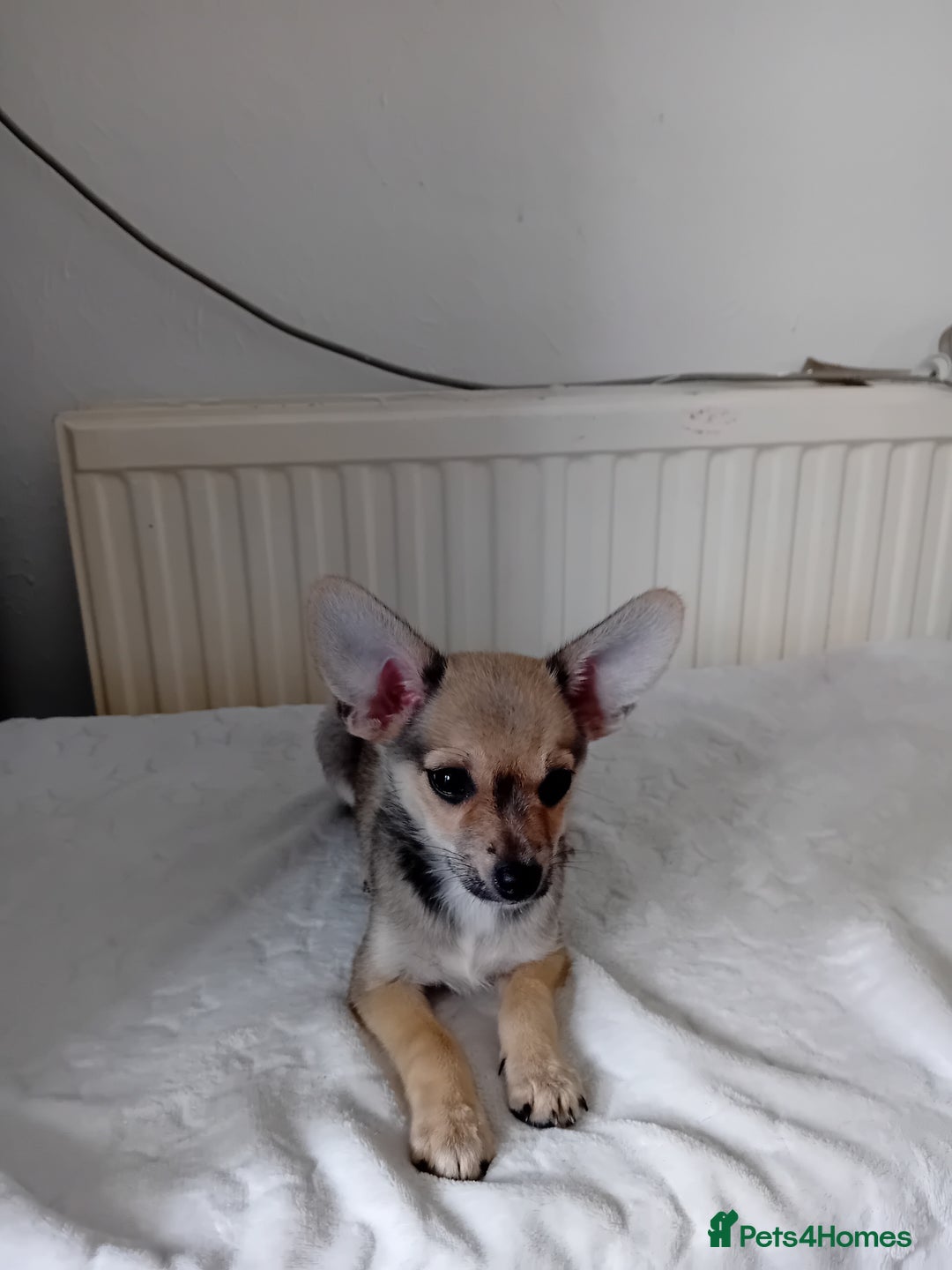 Miniature Pinscher dogs for sale: Mini pinscher for sele  - Image 19