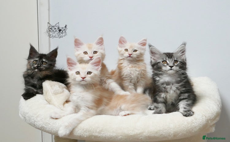 Maine Coon cats - Advert 12