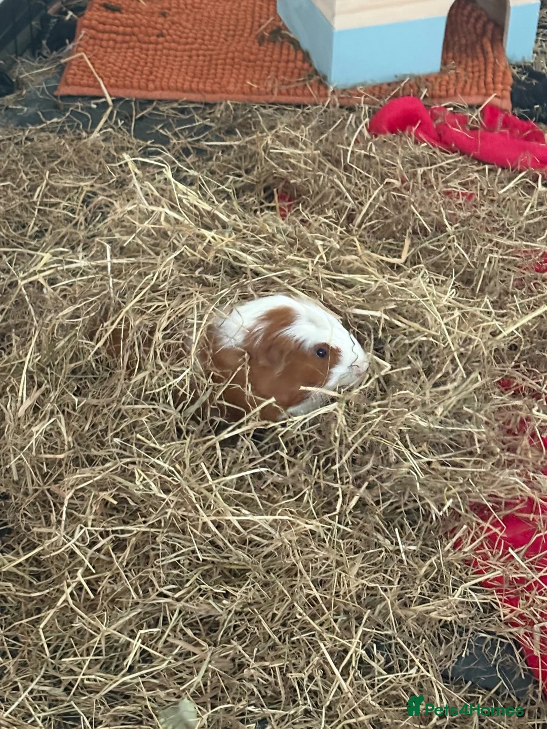 Guinea Pig rodents for sale: Male Guinea Pig - Advert 2