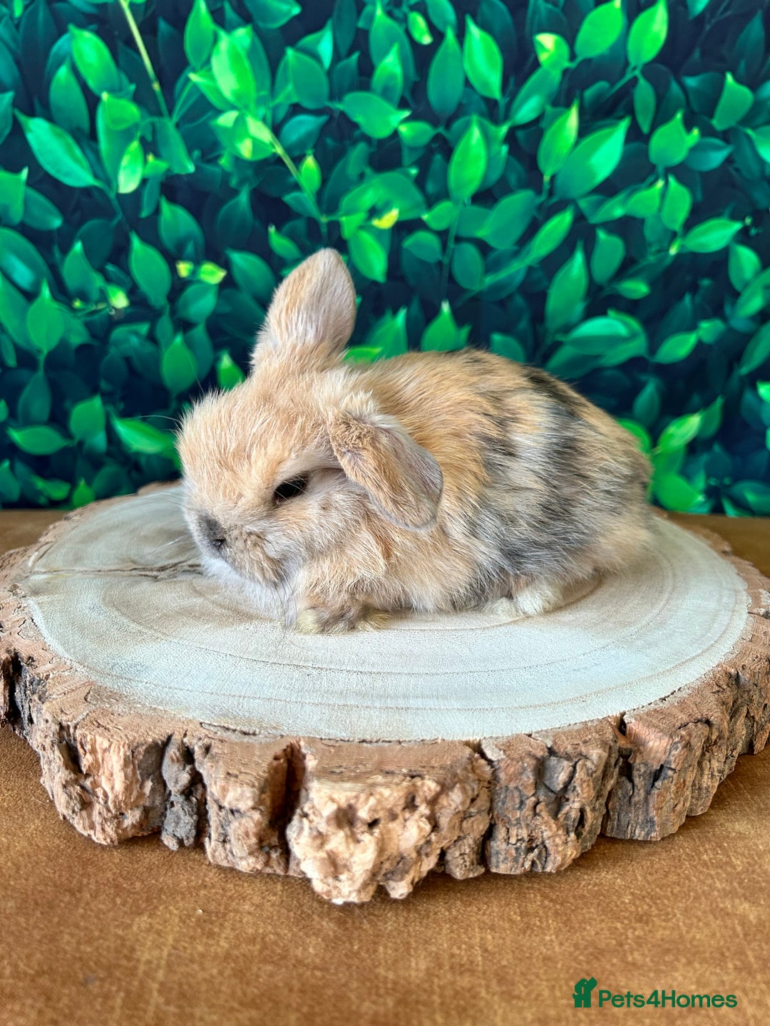 Mini Lop rabbits for sale: Gorgeous mini lops - Advert 7