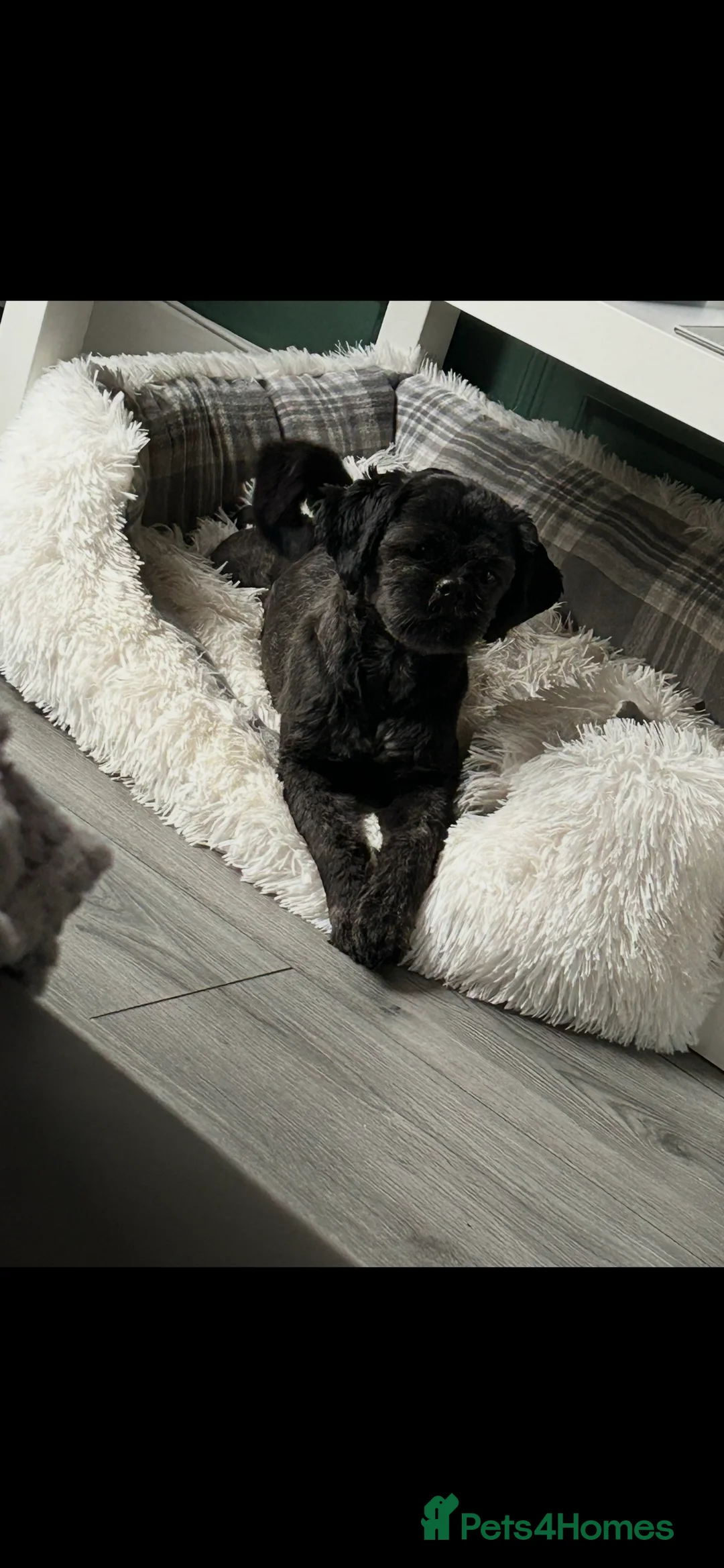 Shih Tzu dogs for sale: Shih Tzu puppies for sale  - Advert 1