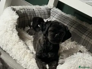 Shih Tzu dogs Shih Tzu puppies for sale - Advert 12