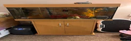Axolotl reptiles for sale: X2 Axolotls & whole setup  - Advert 2