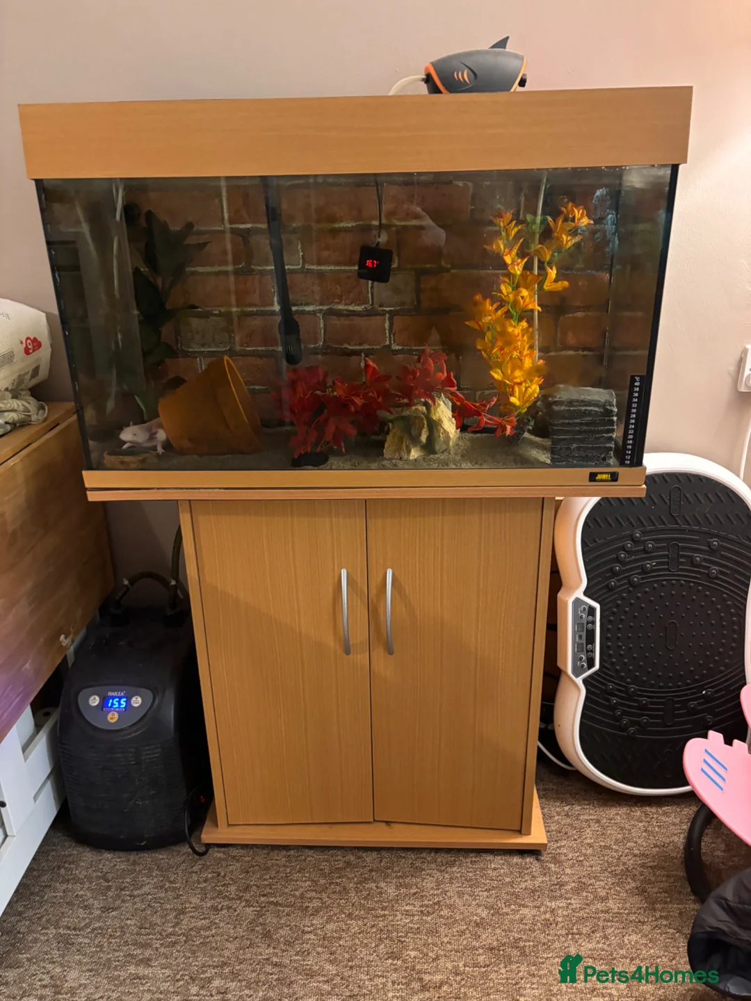 Axolotl reptiles for sale: X2 Axolotls & whole setup  - Advert 2