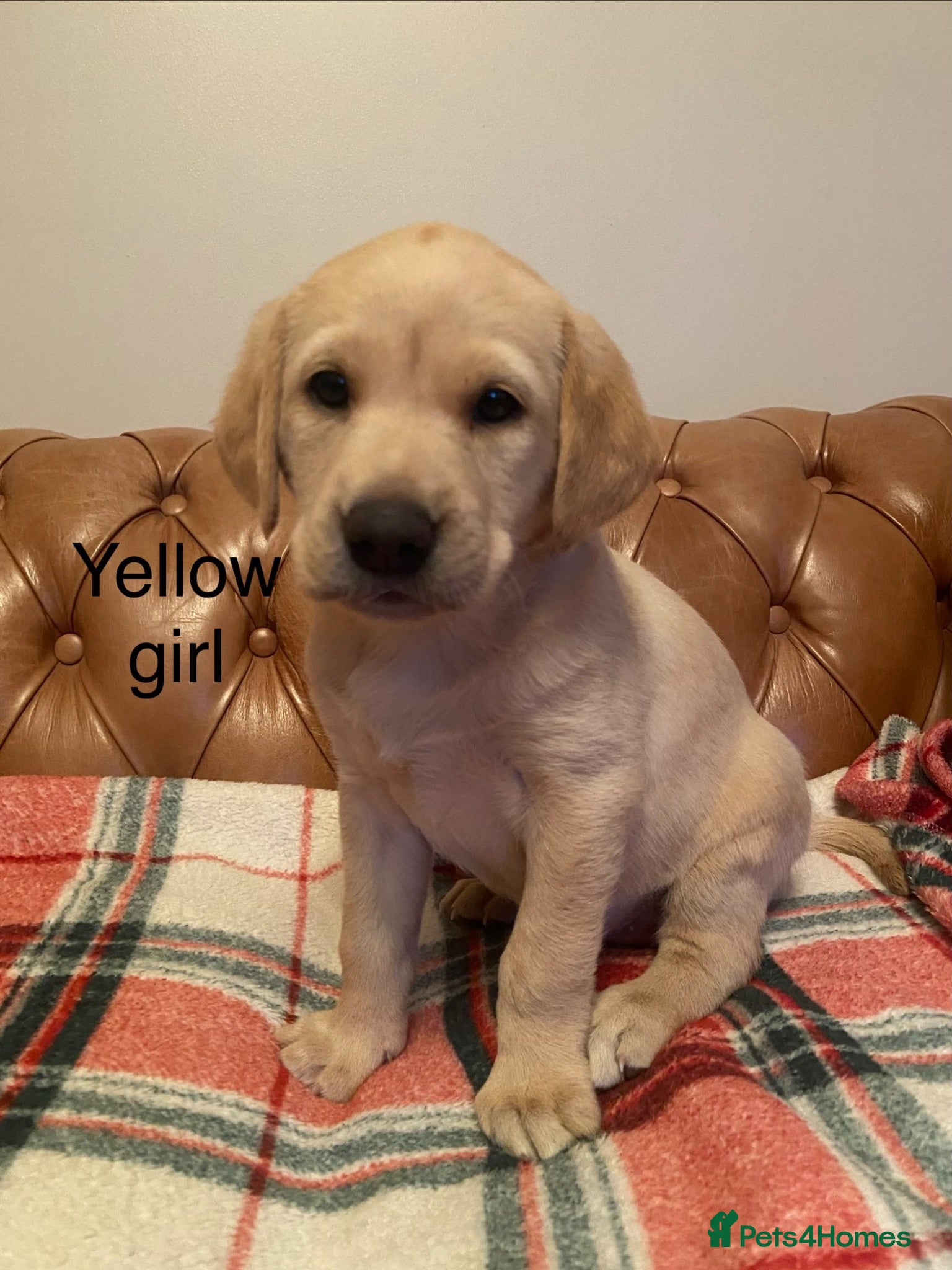 Labrador Retriever dogs FTCh Gunnerspeg Gambler × Greenbriar Tanzanite - Advert 2
