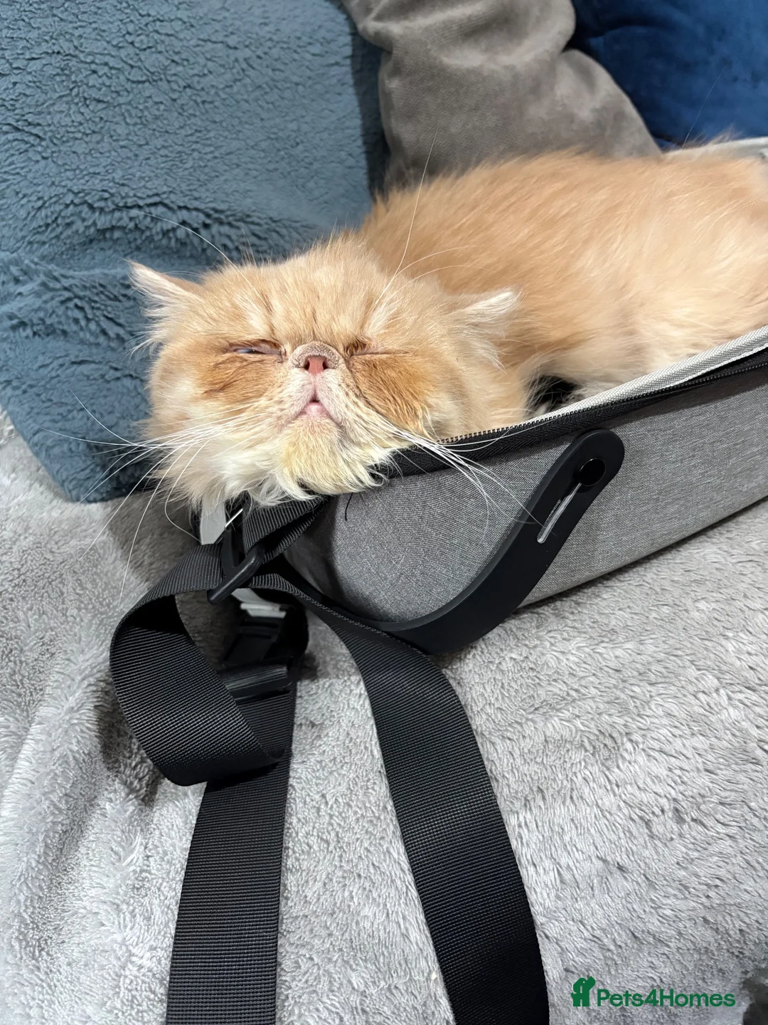 Persian cats for sale: 1 year old champagne pure breed Persian boy  - Advert 2
