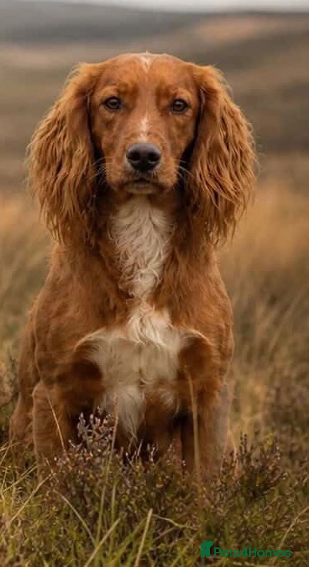 Cocker Spaniel dogs for stud: Working Cocker Health Tested Stud Dog  - Advert 2