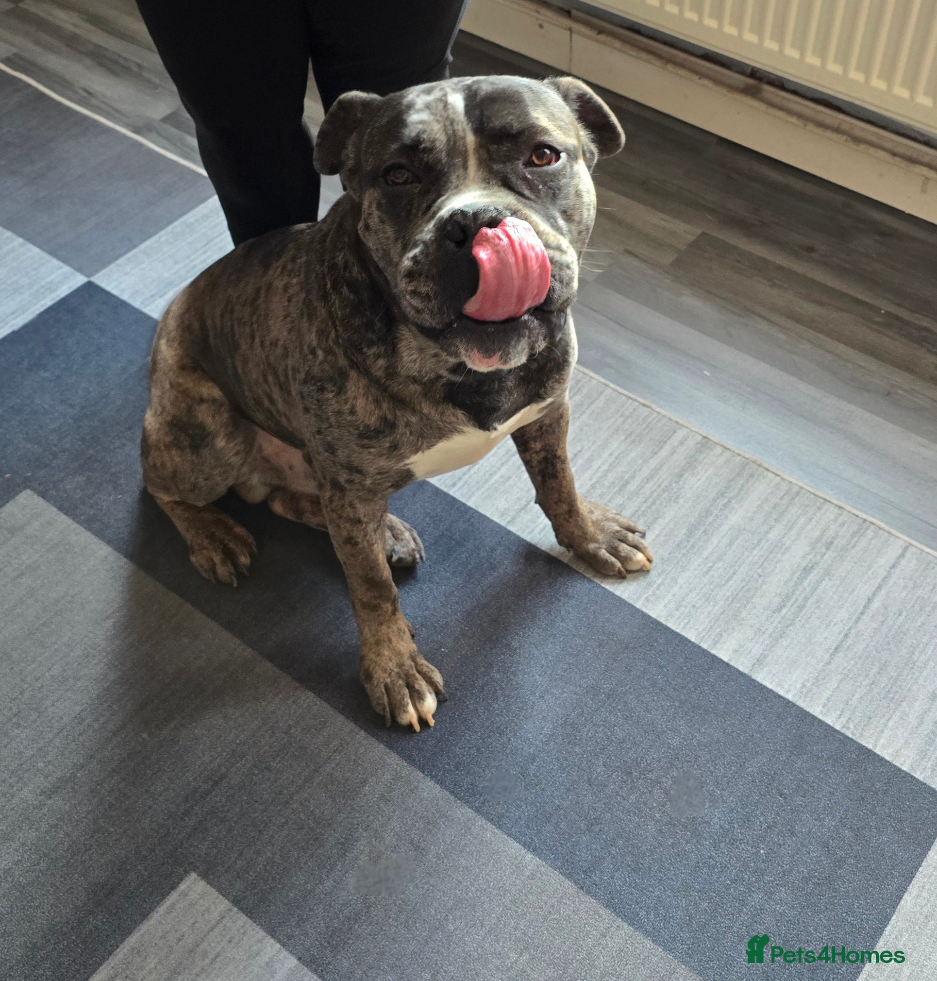 Cane Corso dogs Blue merle cane corso - Advert 14