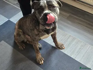 Cane Corso dogs Blue merle cane corso - Advert 14