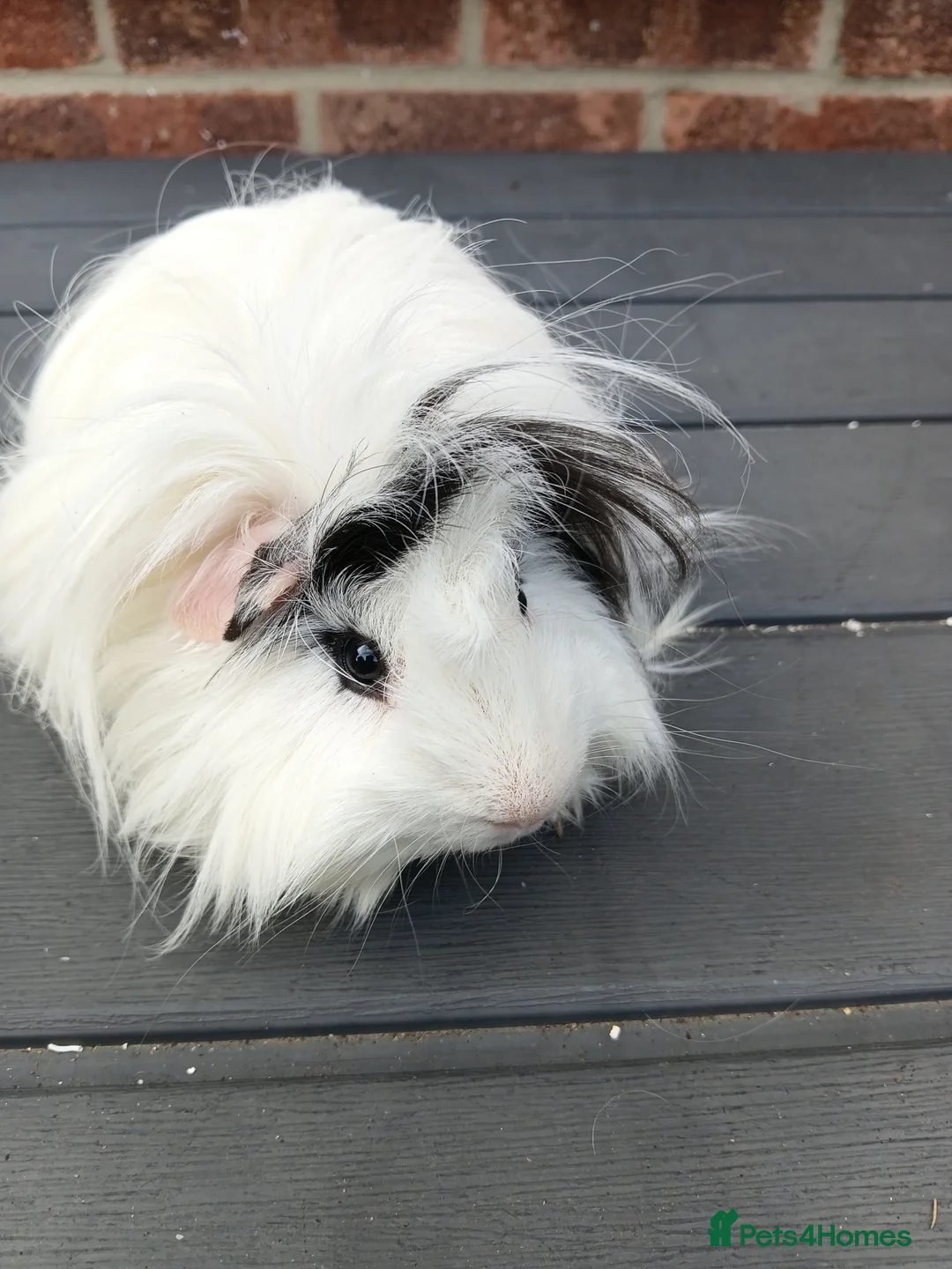Guinea Pig rodents for sale: Home needed for guinea pigs separately  - Advert 2
