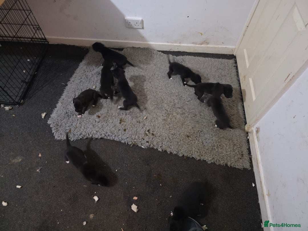 Great Dane dogs for sale: 9 Pure Bred Dane Pups  - Advert 4