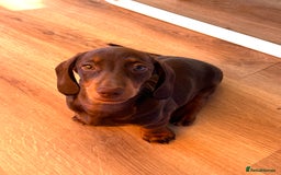 Miniature Dachshund dogs for sale: PreciousGem Mini Dachshund pups 2 boys left! in Horley - Image 5