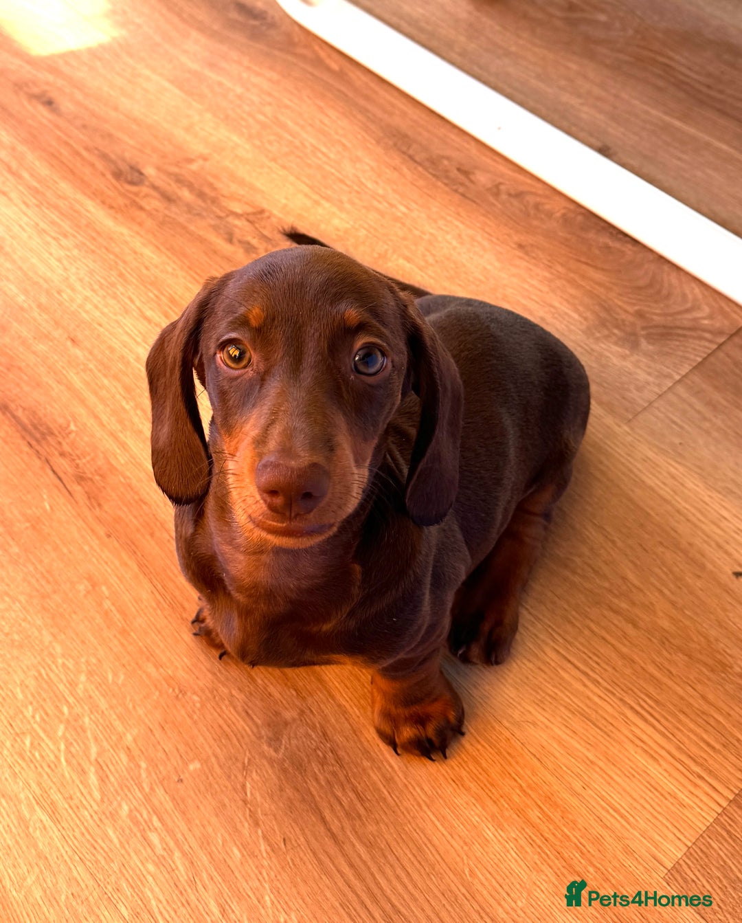 Miniature Dachshund dogs for sale: PreciousGem Mini Dachshund pups 2 boys left! in Horley - Image 5