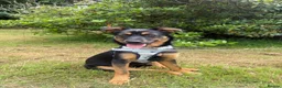 Mixed Breed dogs for adoption: Rachel  - Advert 8