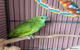 Parrots birds for sale: Blue fronted amazon - Advert 1