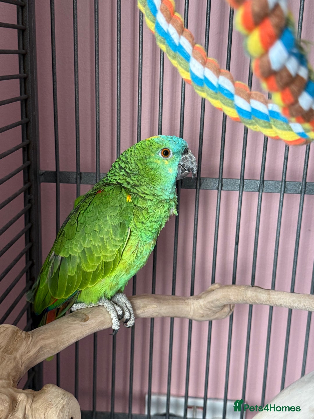 Parrots birds for sale: Blue fronted amazon - Advert 1