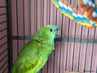 Parrots birds Blue fronted amazon - Advert 2