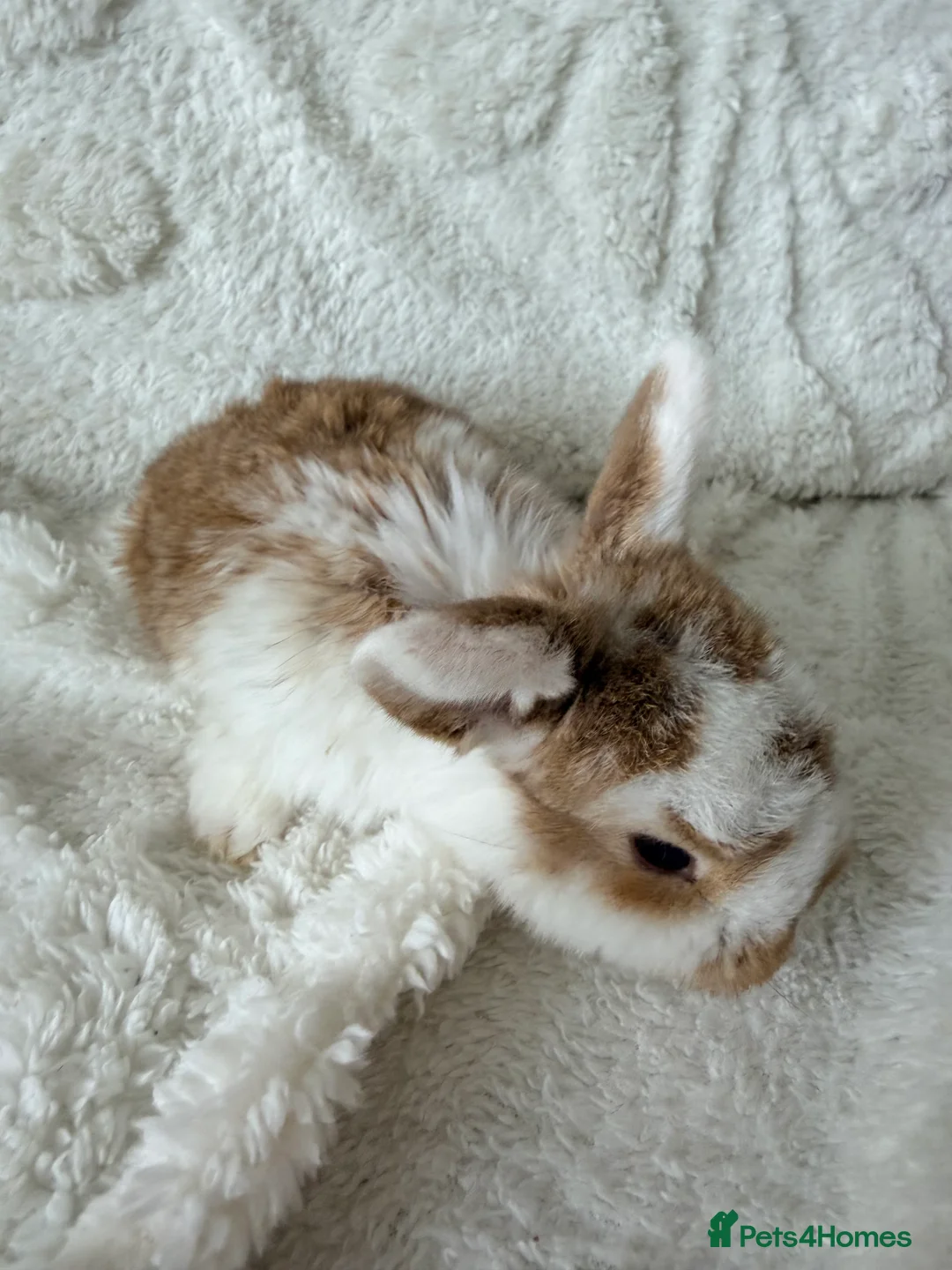 Mini Lop rabbits for sale: Mini lops - Advert 12