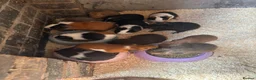 Guinea Pig rodents for sale: Baby guinea pigs  - Advert 8