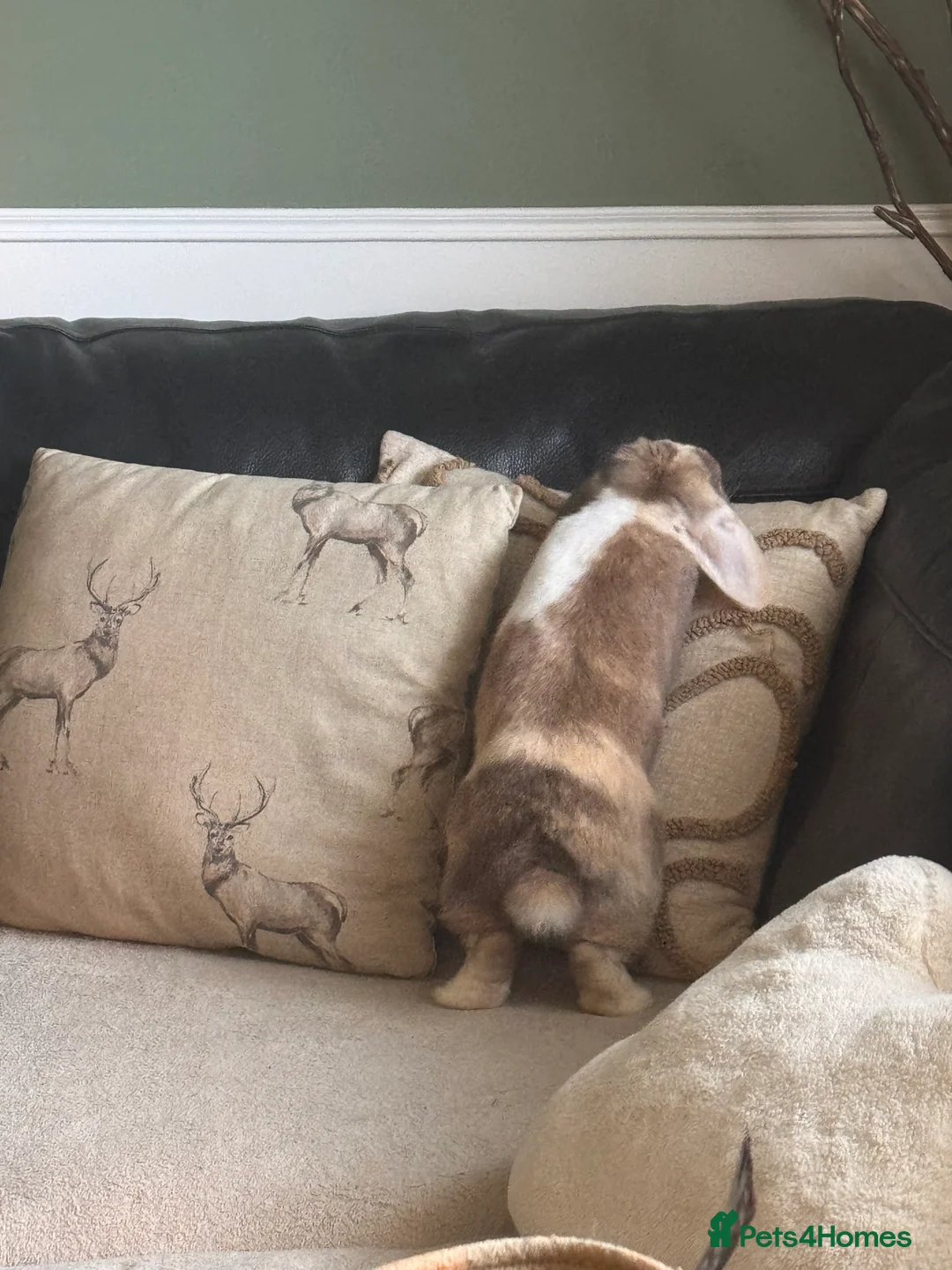 Mini Lop rabbits for sale: Mini lop  - Advert 2