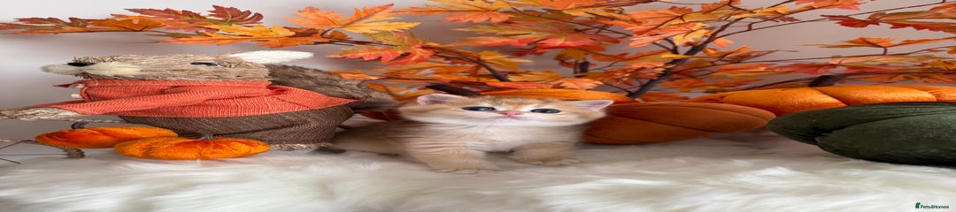 British Shorthair Kitten 2