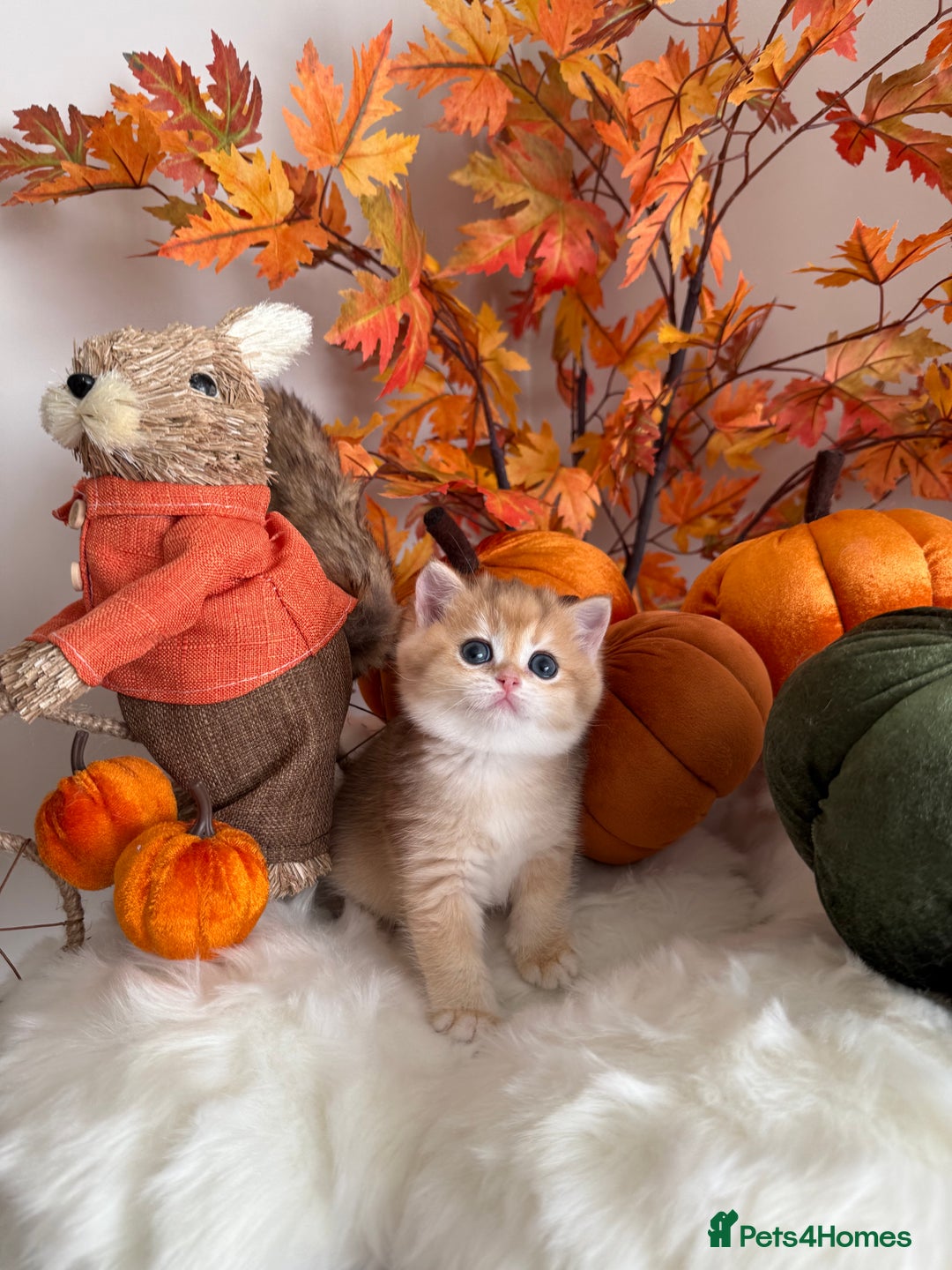 British Shorthair cats for sale: Golden British Shorthair  - Image 39