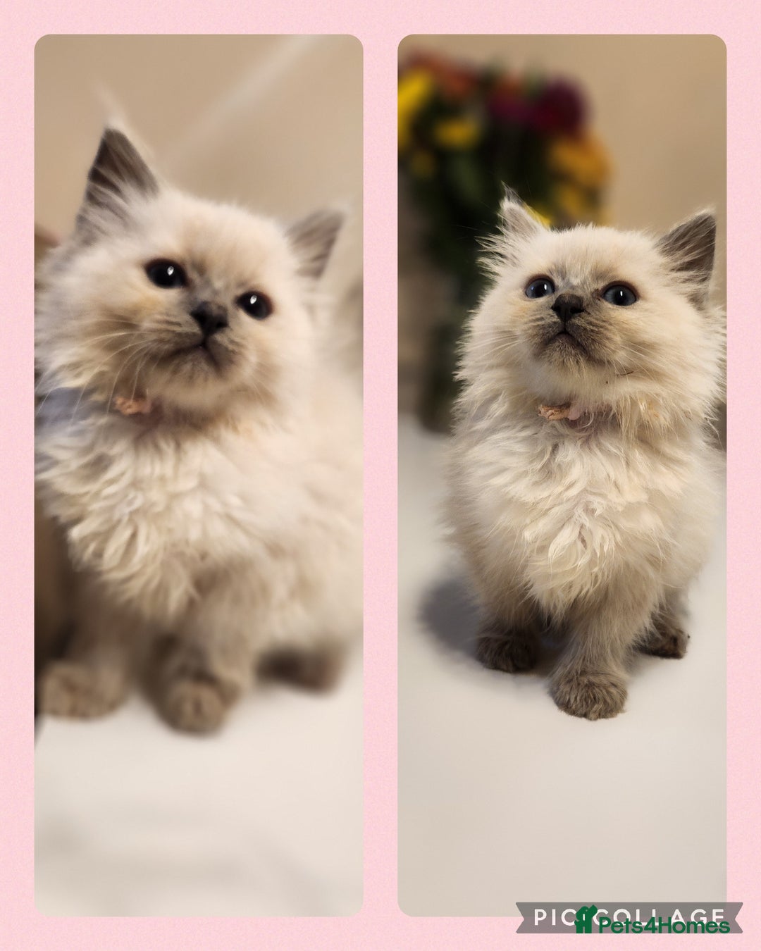 Ragdoll cats for sale: 2 beautiful ragdoll girls  - Image 2
