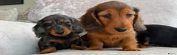 Miniature Dachshund dogs for sale: Ready Now 3 Boys Mini Long hair boysKc registered  - Advert 4