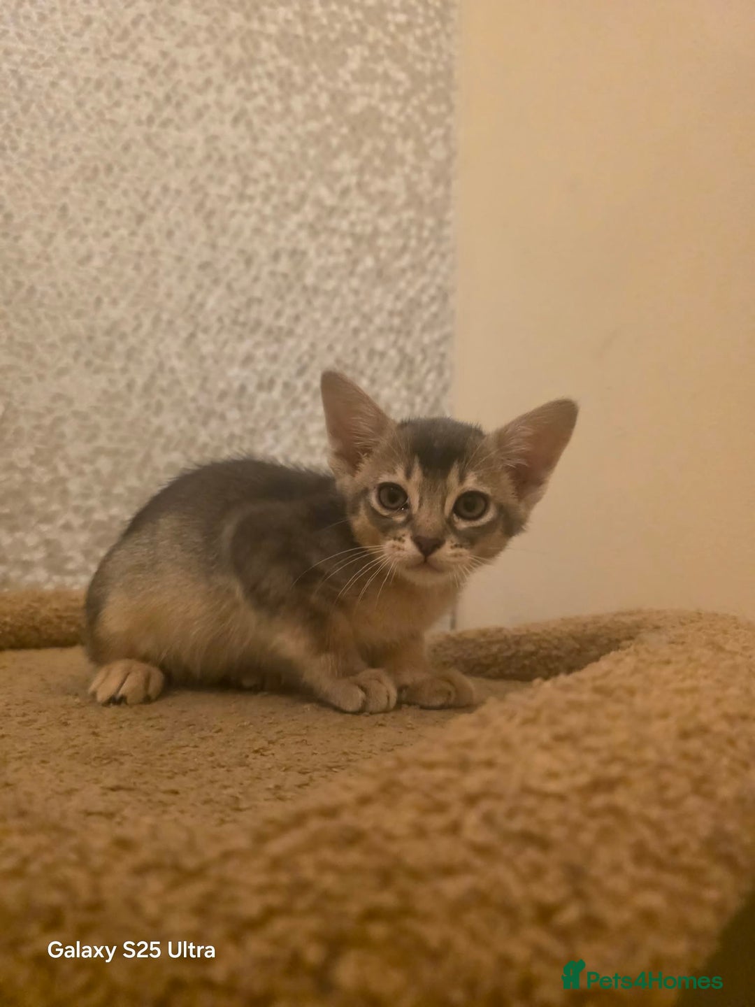 Mixed Breed cats for sale: Beautiful kittens looking for their forever homes - Advert 10