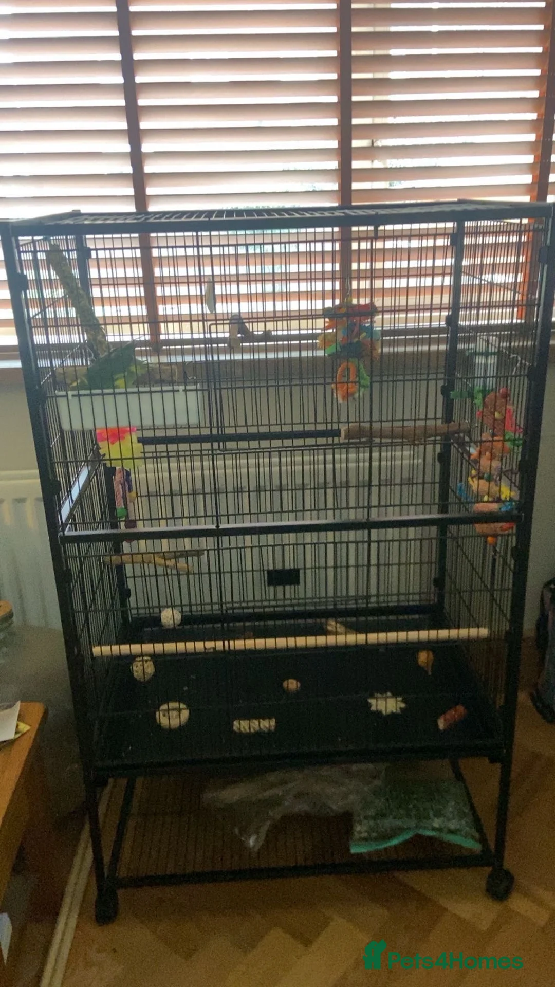 Parakeets birds for sale: Kakariki parakeet for sale  - Advert 2
