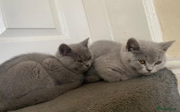 British Shorthair cats for sale: GCCF Active Championship line Blue & Lilac Kittens - Image 25