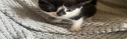British Shorthair cats for sale: Rescue Kittnes - Advert 12