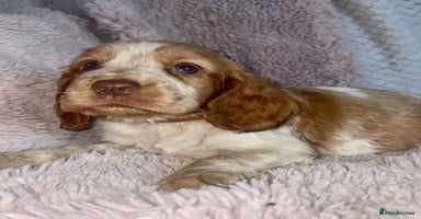 Cocker Spaniel dogs - Advert 14