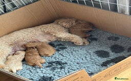 Poochon dogs for sale: Male poochon F1b - Image 11