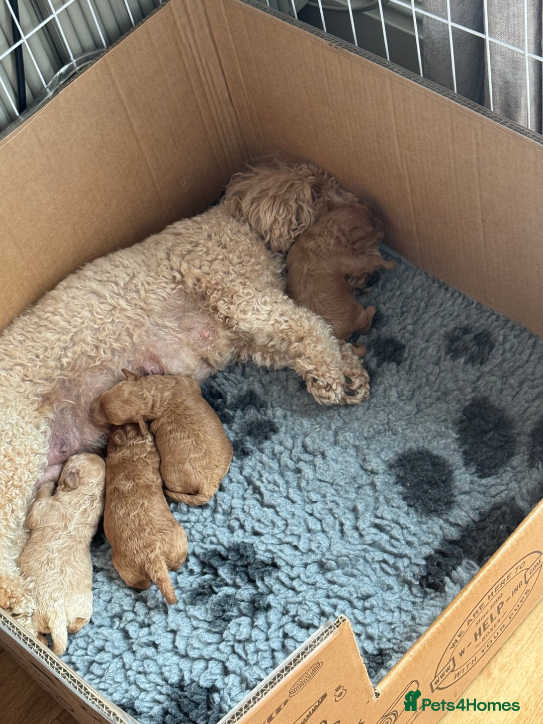Poochon dogs for sale: Male poochon F1b - Image 11