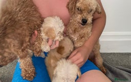 Poochon dogs for sale: Poochon puppy’s  - Image 11